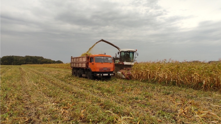 В ЗАО "Прогресс" приступили к уборке кукурузы на силос.